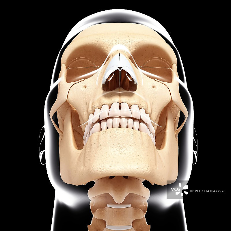 人类头骨，艺术品图片素材