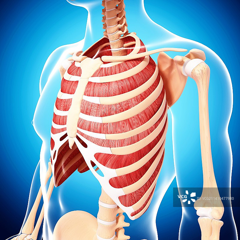 人类肌肉组织，艺术品图片素材