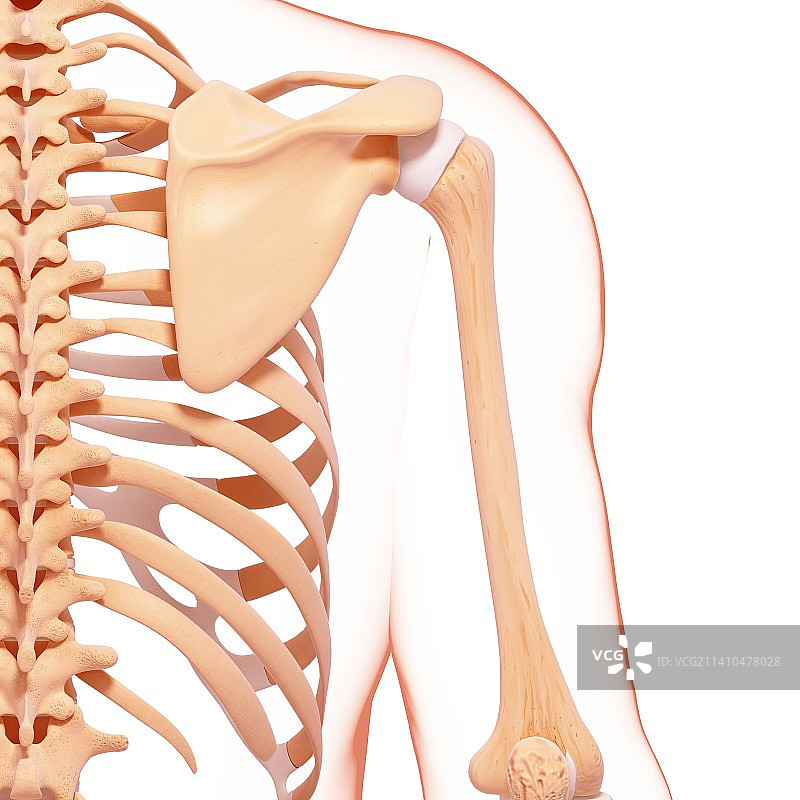 人类骨骼，艺术品图片素材