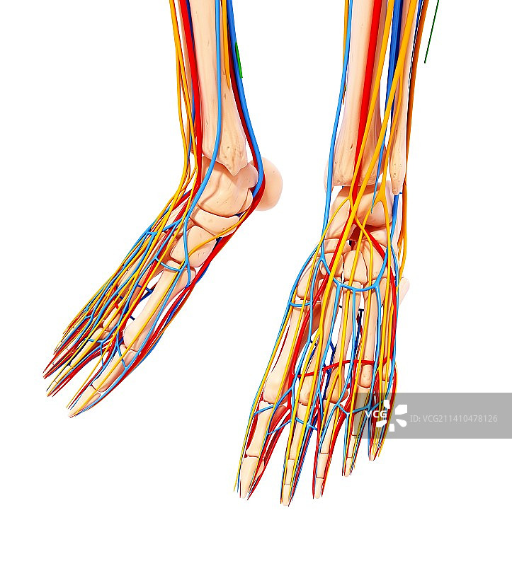 人的足部解剖结构艺术图图片素材