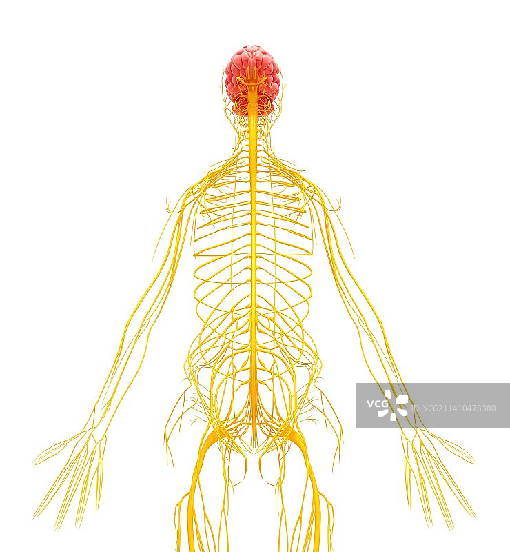 人类神经系统，示意图，仅做科普展示。图片素材