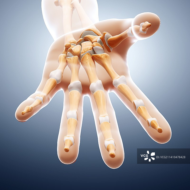 人类的手骨，示意图，仅做科普展示。图片素材