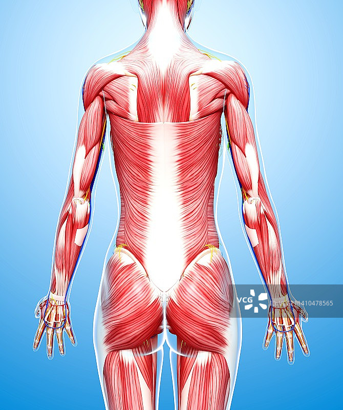 女性肌肉组织，示意图，仅做科普展示。图片素材