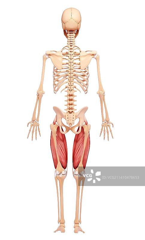 人类腿部肌肉组织，艺术品图片素材