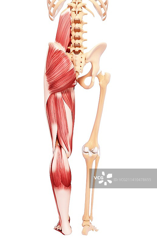 人类肌肉组织，艺术品图片素材