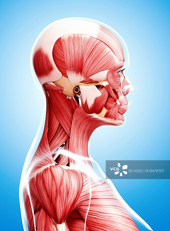 女性肌肉线条艺术作品图片素材