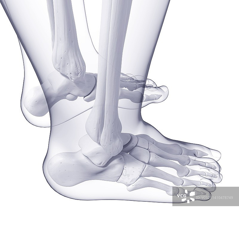 人类足骨艺术图图片素材