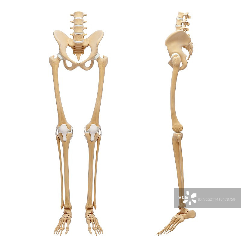 人类骨骼，艺术品图片素材