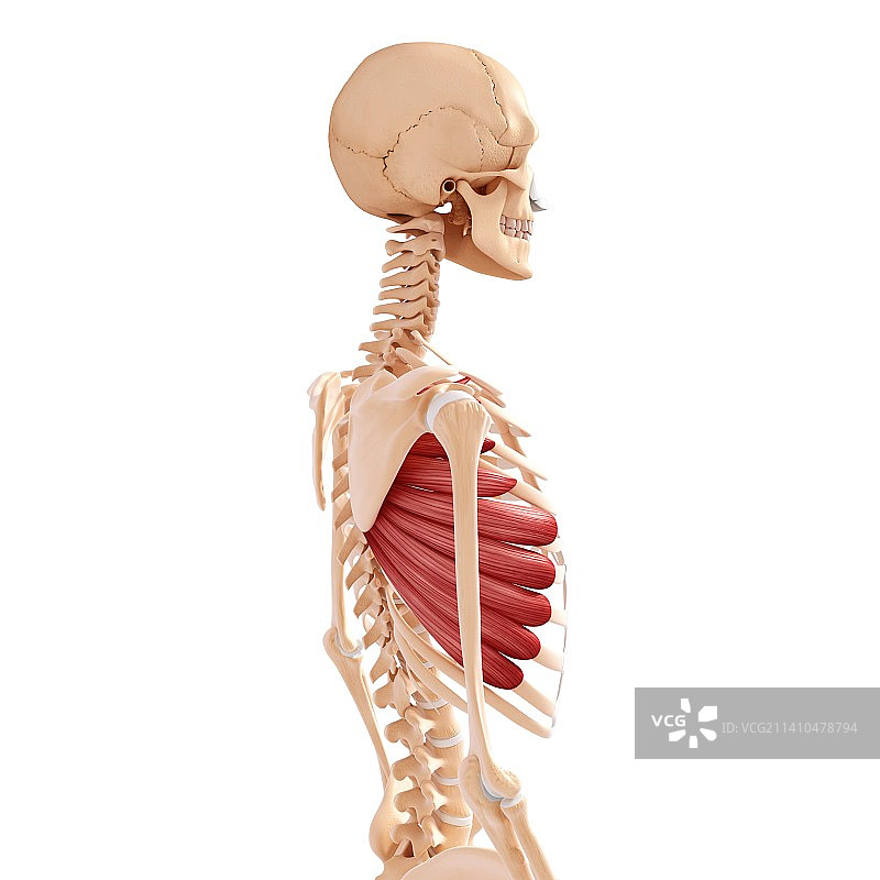 人类肌肉组织，艺术品图片素材