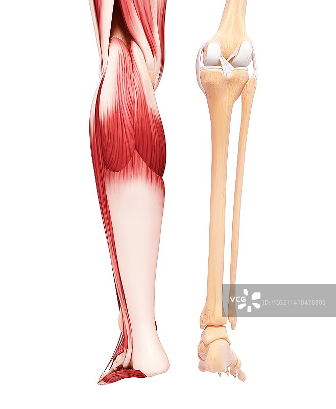 人类腿部肌肉组织，艺术品图片素材