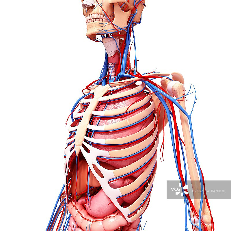人体解剖，艺术品图片素材