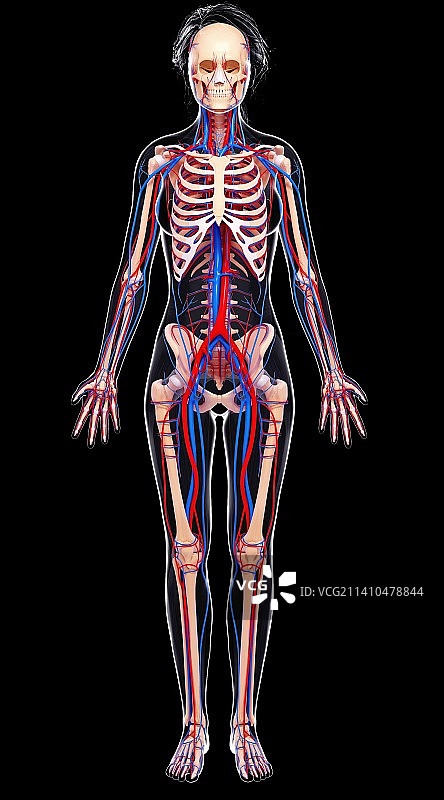 女性心血管系统，艺术品图片素材