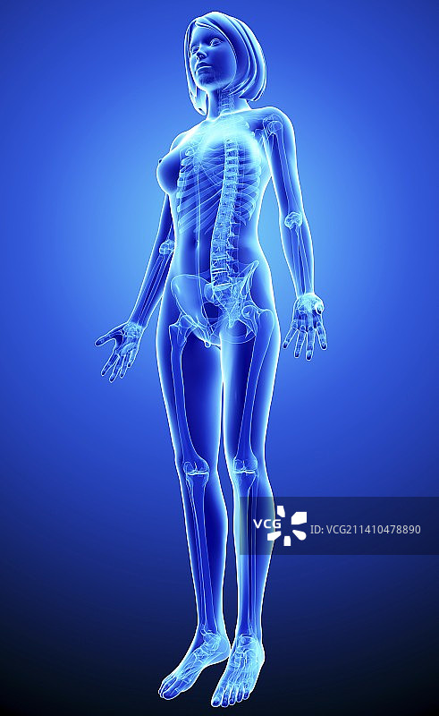 女性骨骼，艺术品图片素材