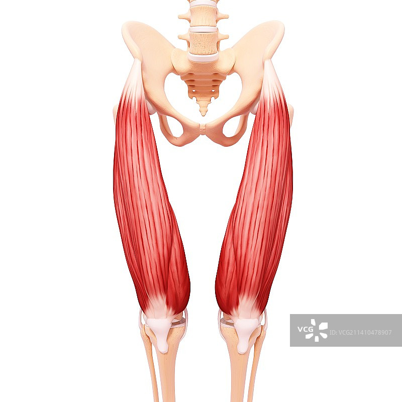 人类腿部肌肉组织，艺术品图片素材