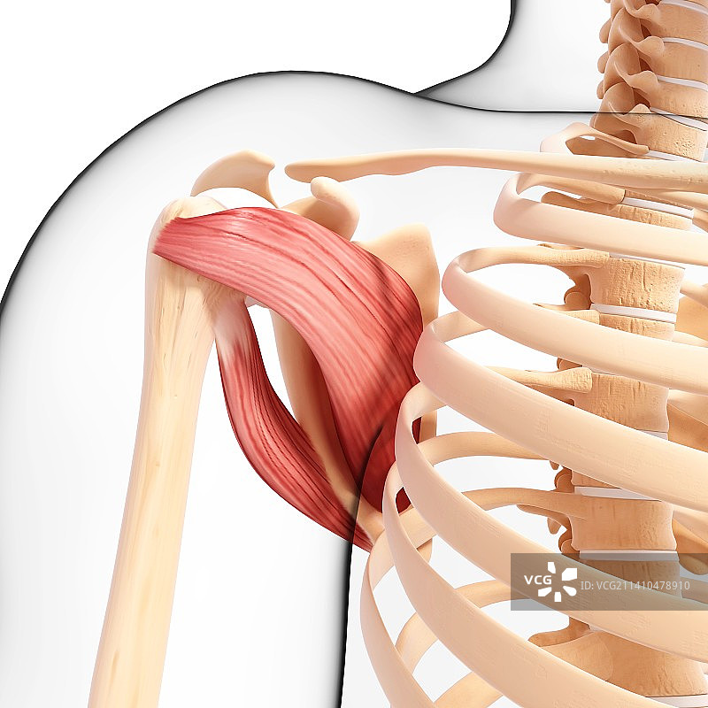 人类肩部肌肉结构艺术图片素材