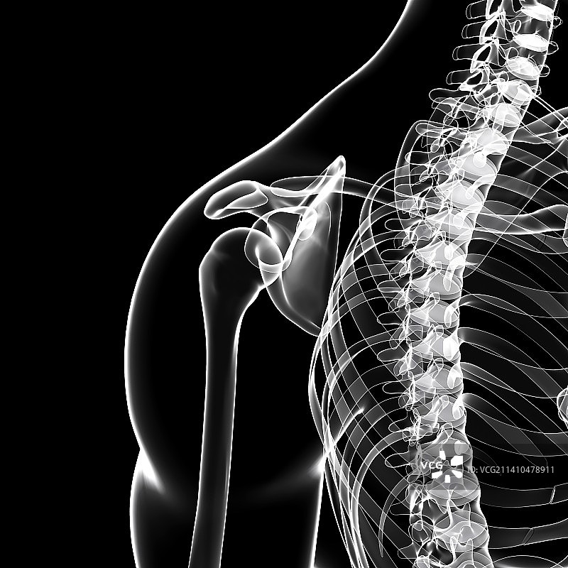 人类骨骼，艺术品图片素材