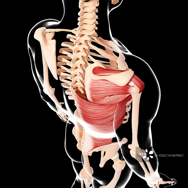 人类肌肉组织，艺术品图片素材