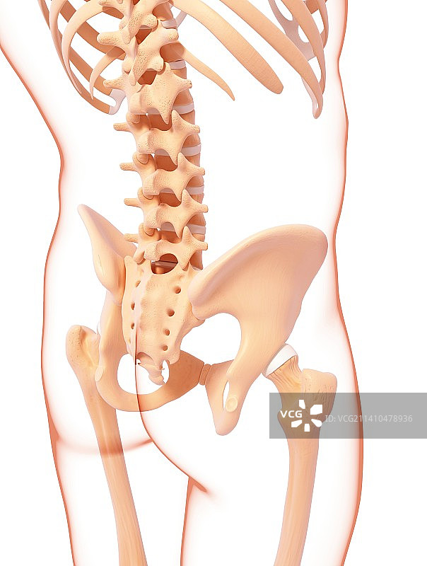 人类骨骼，艺术品图片素材