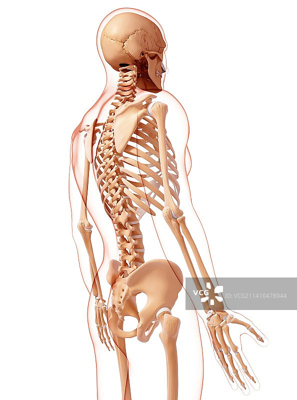 人类骨骼，艺术品图片素材