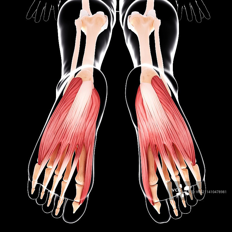 人类足部肌肉结构图图片素材