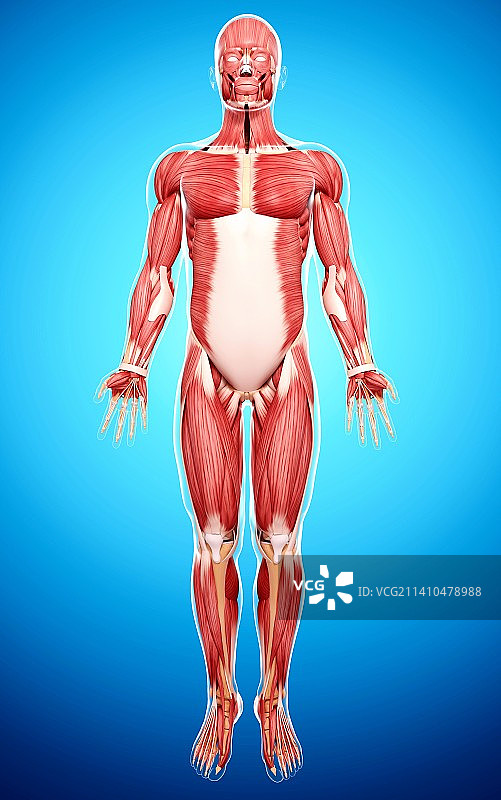 人类肌肉组织，艺术品图片素材