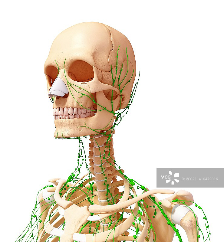 人体淋巴系统艺术图图片素材