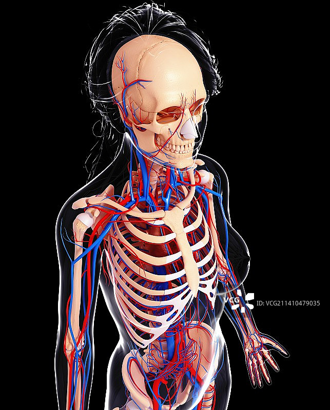 女性心血管系统，艺术品图片素材