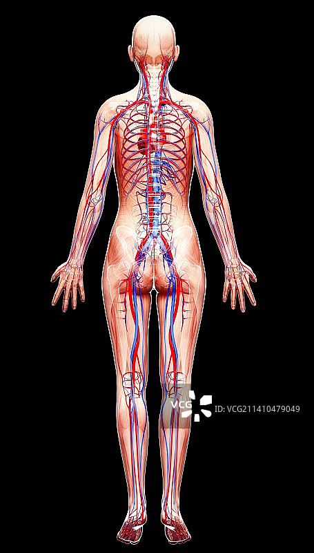 女性心血管系统，艺术品图片素材