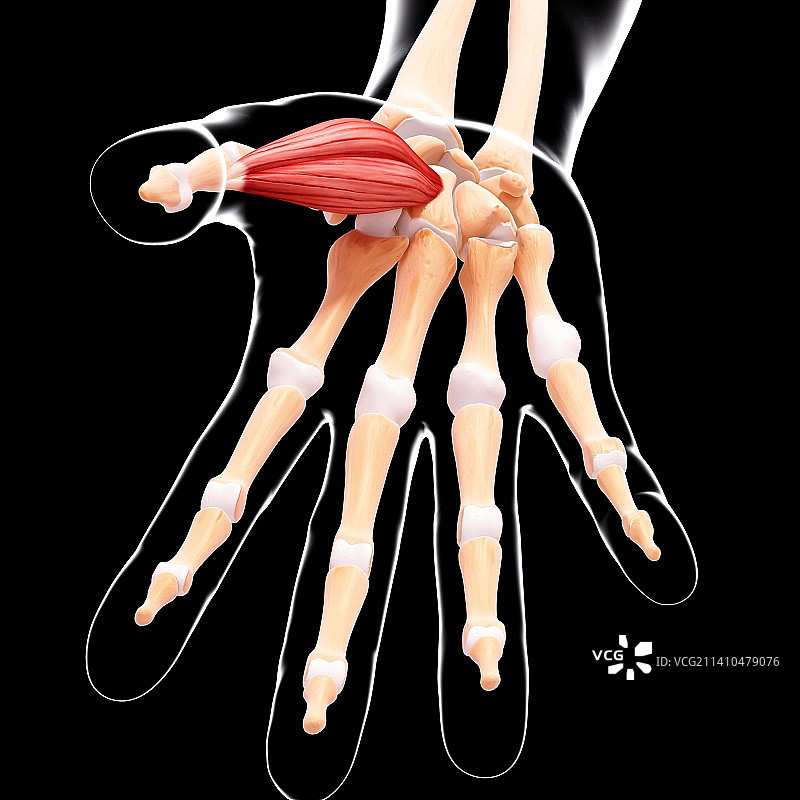 人手肌肉结构图片素材
