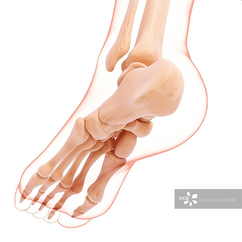 人类足骨艺术图图片素材