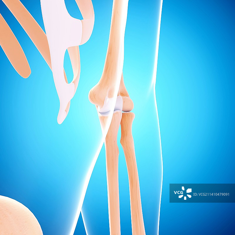 人类手臂骨骼艺术图图片素材
