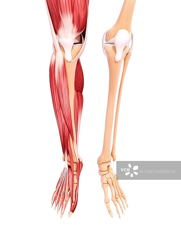 人类腿部肌肉组织，艺术品图片素材
