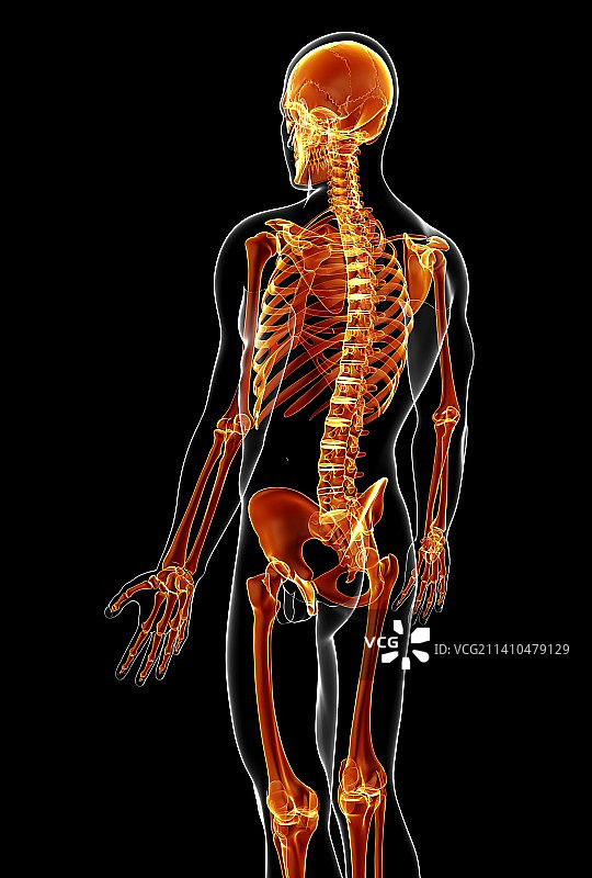 男性骨骼，艺术品图片素材