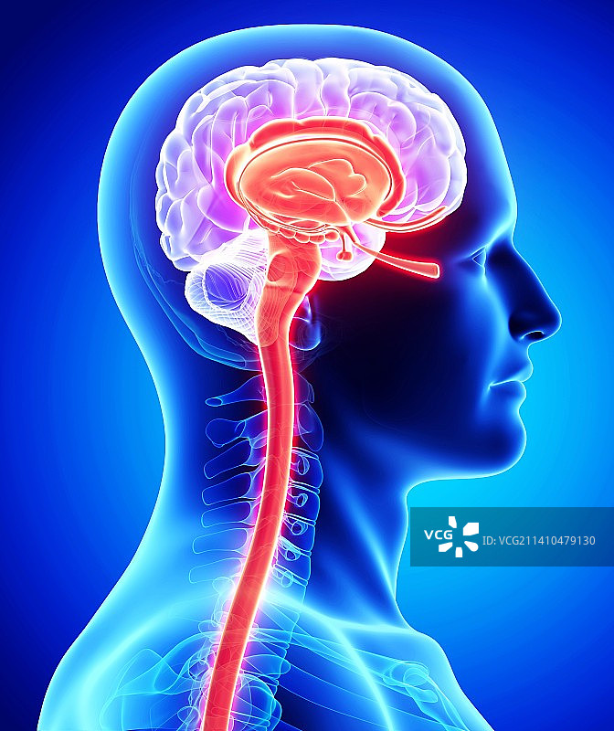 男性大脑艺术图图片素材