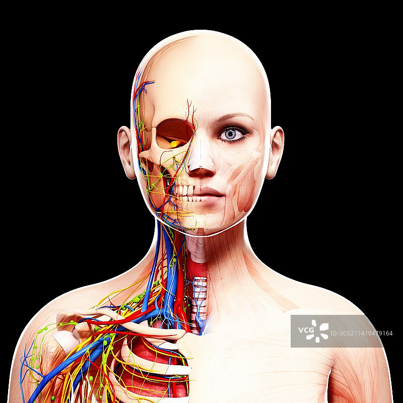 女性解剖学、艺术品图片素材
