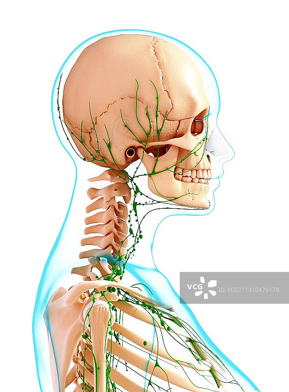 女性淋巴系统，艺术品图片素材