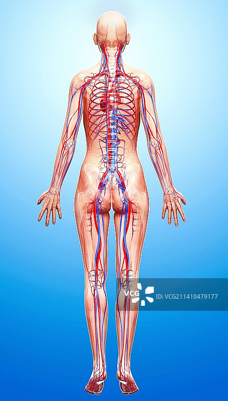 女性心血管系统，艺术品图片素材