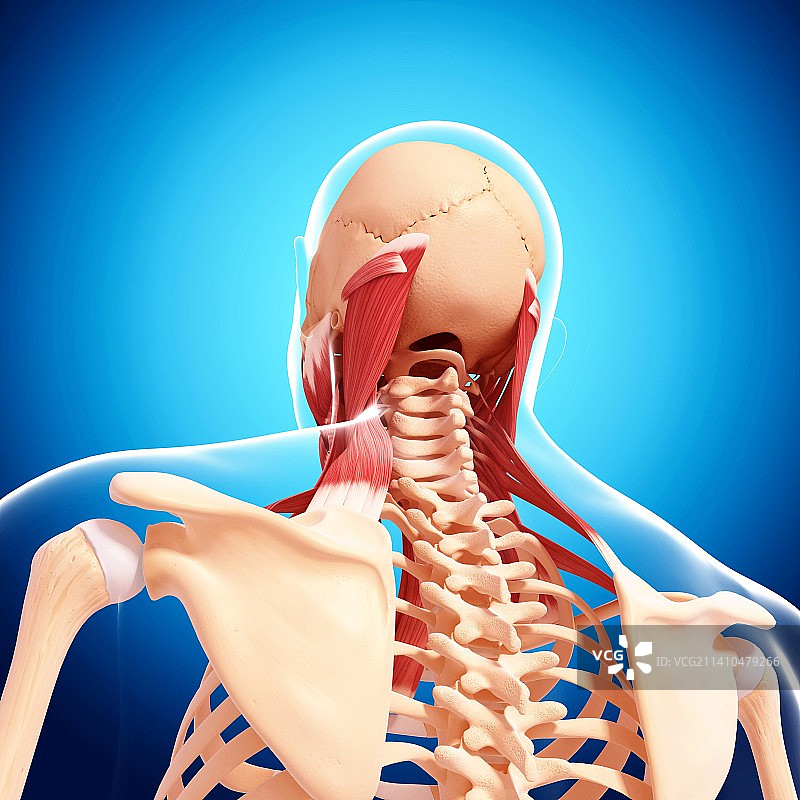 人体颈部肌肉结构艺术图图片素材