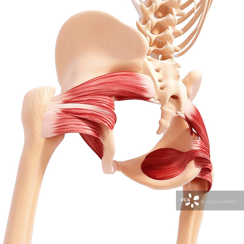 人类髋部肌肉组织图片素材