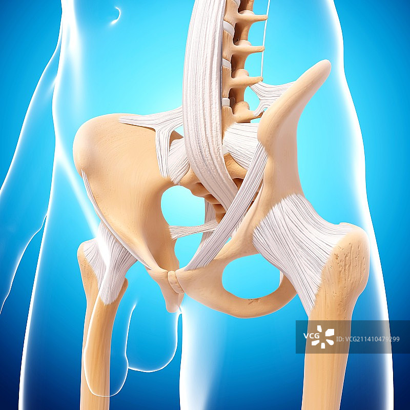 男性骨盆，艺术作品图片素材