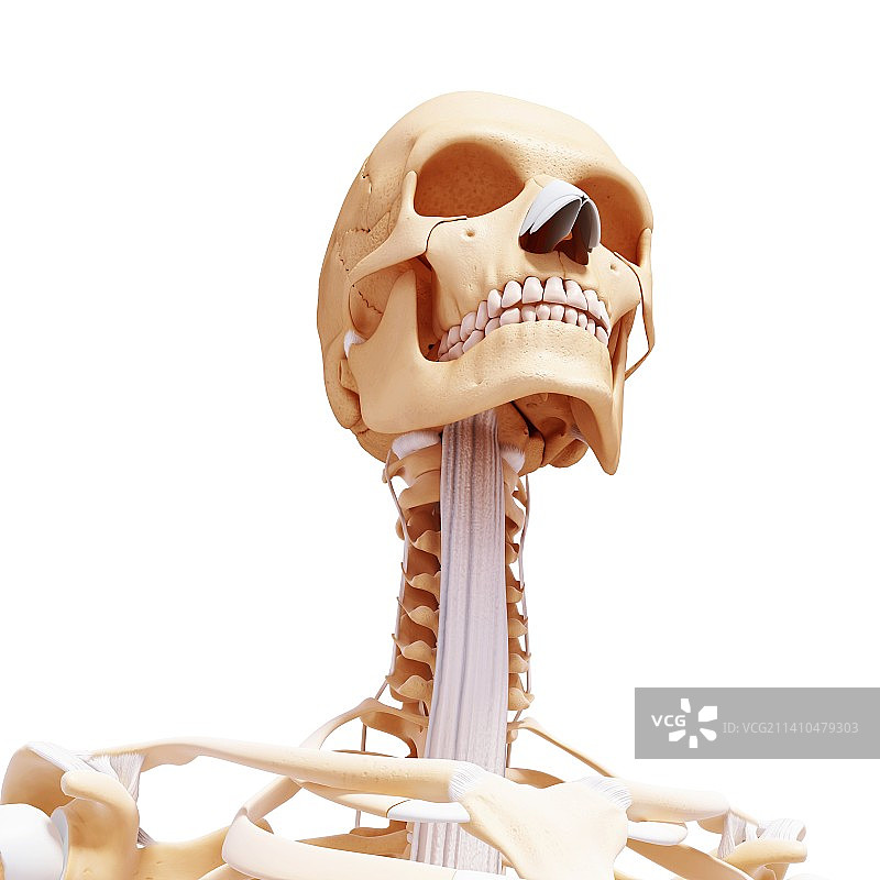 人类骨骼，艺术品图片素材