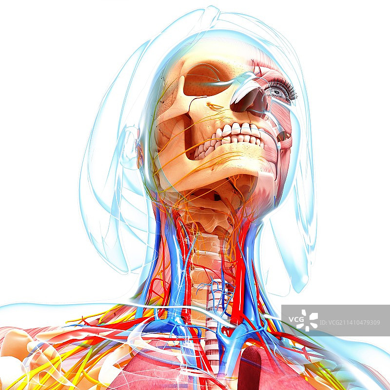 女性解剖学、艺术品图片素材