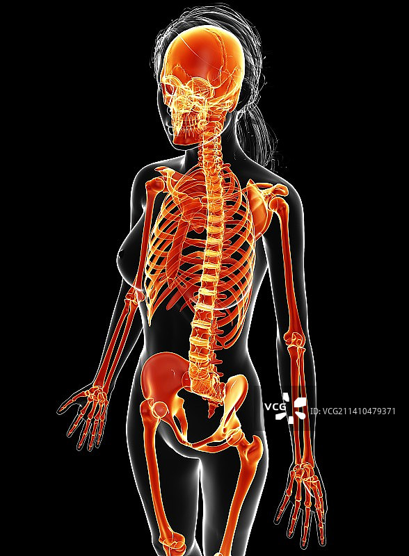 女性骨骼，艺术品图片素材