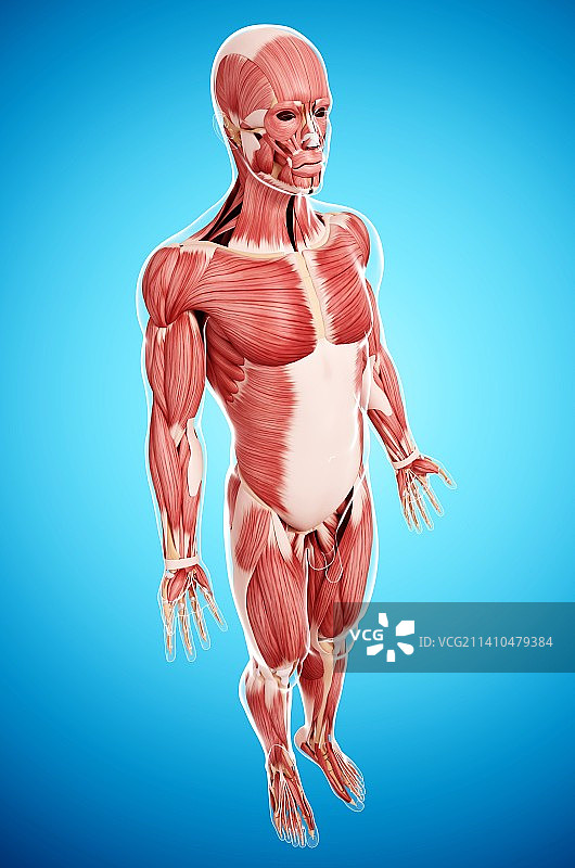 男性肌肉组织，艺术品图片素材