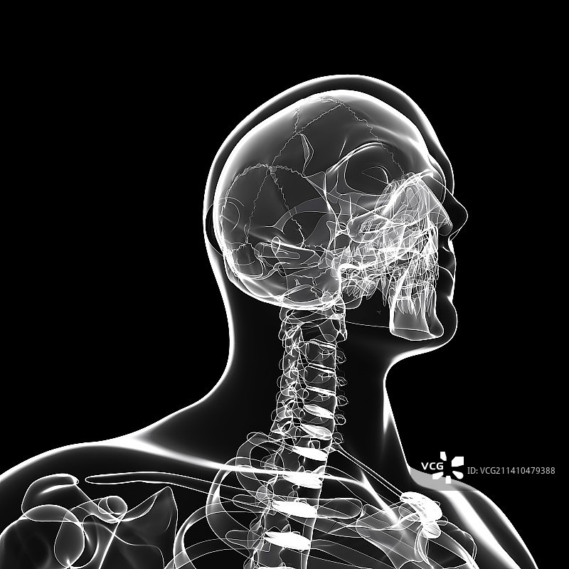 人类骨骼，艺术品图片素材