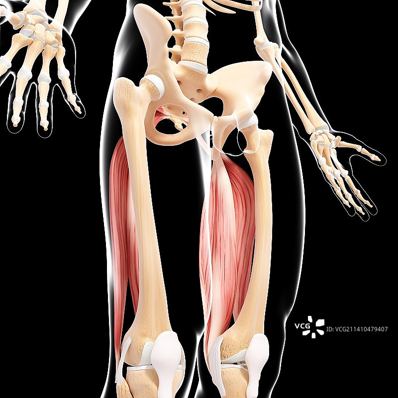 人类腿部肌肉组织，艺术品图片素材