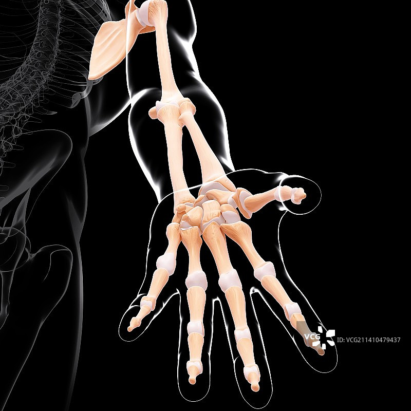 人类手臂骨骼艺术图图片素材