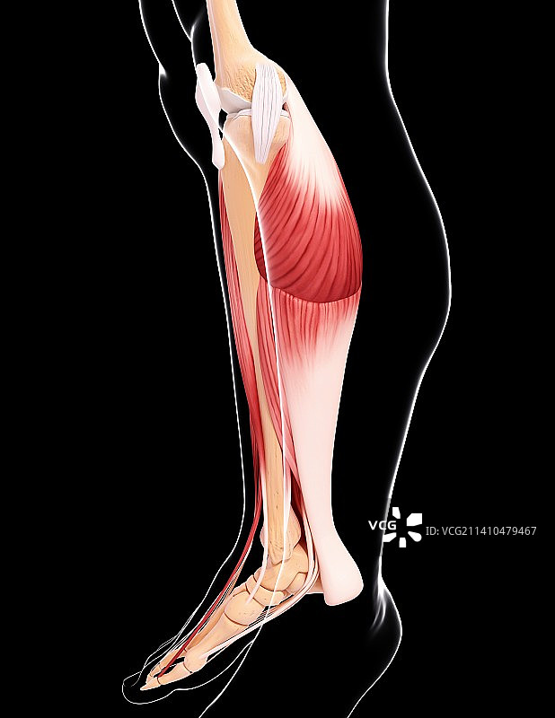人类腿部肌肉组织，艺术品图片素材