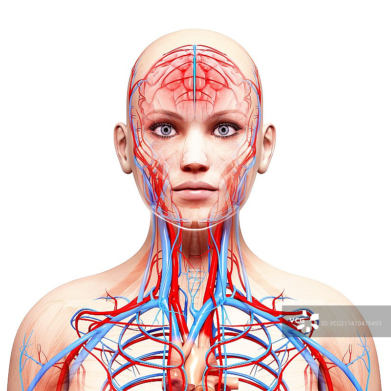 女性解剖学、艺术品图片素材