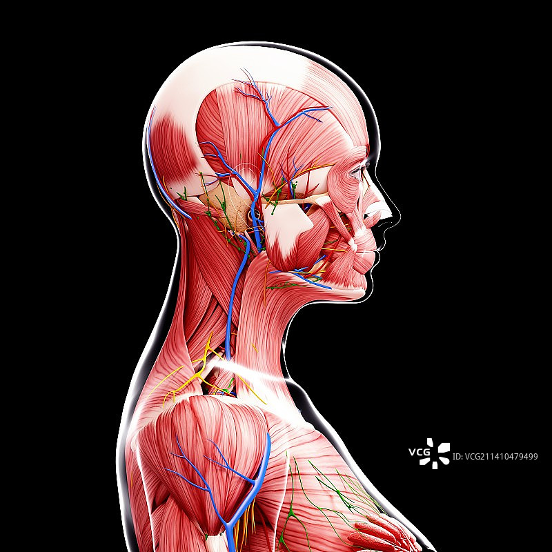 女性解剖学、艺术品图片素材